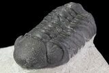 Bargain, Austerops Trilobite - Morocco #67874-3
